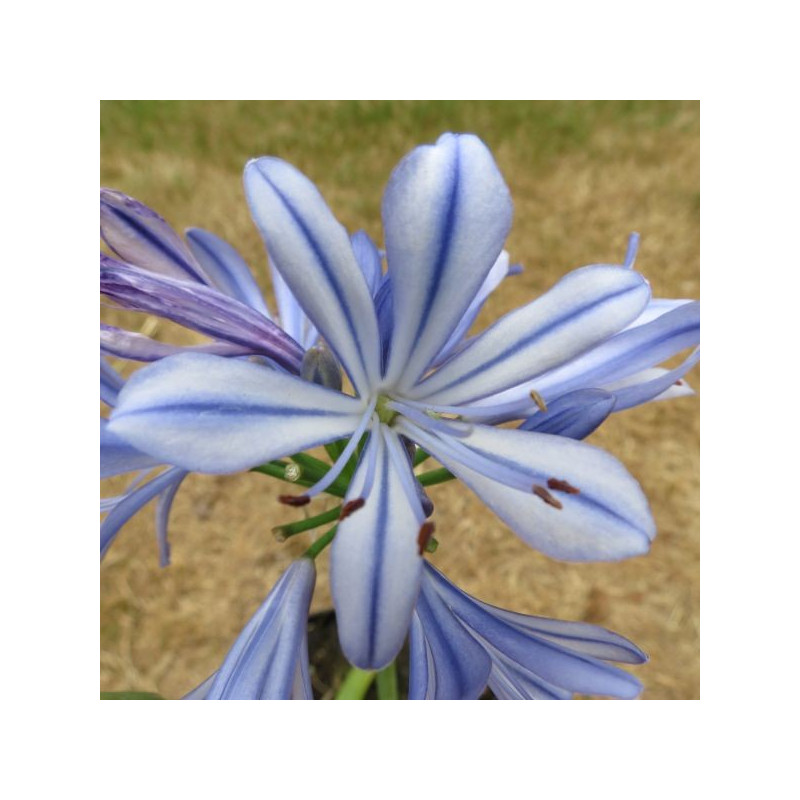 Agapanthus bleu de Chine