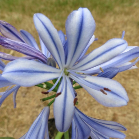 Agapanthus bleu de Cine