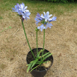 Agapanthus bleu de Cine