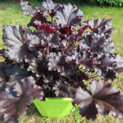 Heuchera sensation dark secret ®