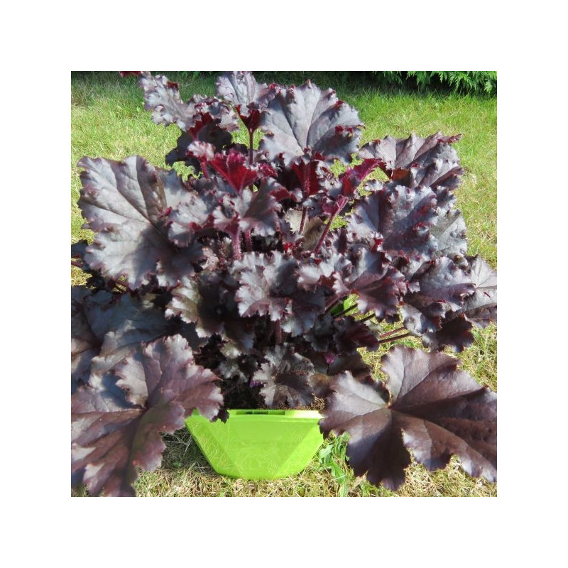 Heuchera sensation dark secret ®