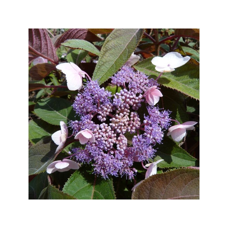 Hydrangea hot chocolate ®