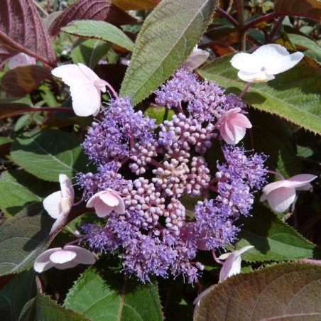 Hydrangea hot chocolate ®