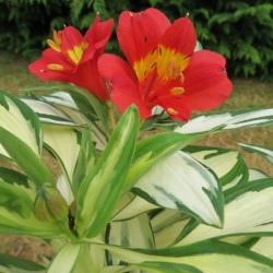 Alstroemeria rock and roll ®