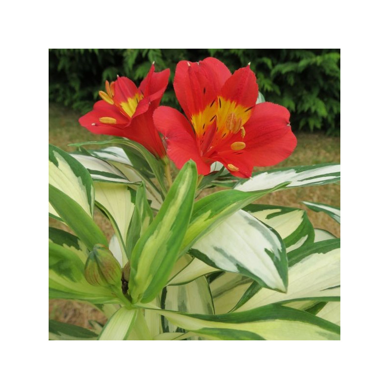 Alstroemeria rock and roll ®