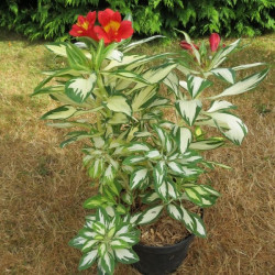 Alstroemeria rock and roll ®