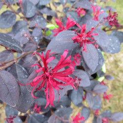 Loropetalum ever red ®