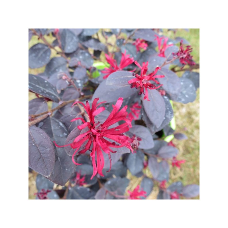 Loropetalum ever red ®