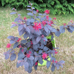 Loropetalum ever red ®