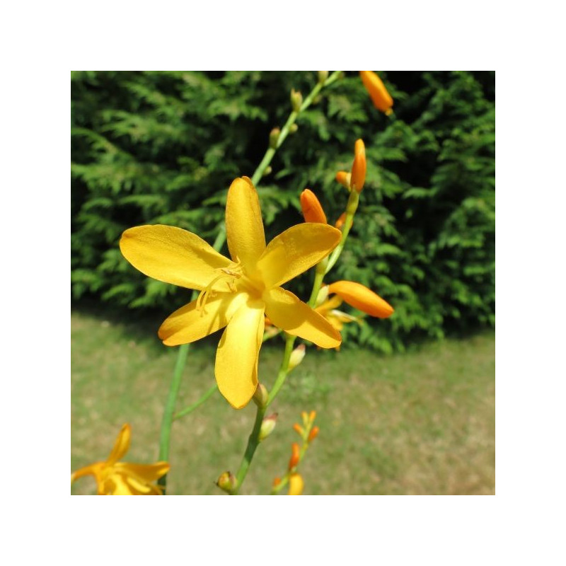 Crocosmia George Davidson