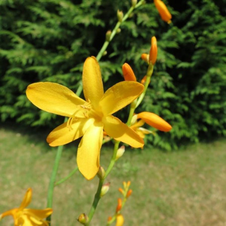 Crocosmia George Davidson