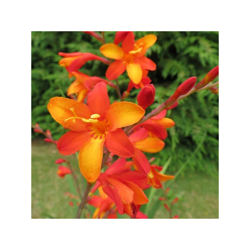 Crocosmia Jackanapes