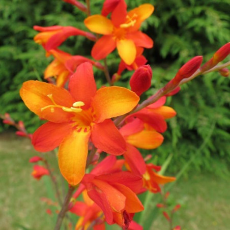 Crocosmia Jackanapes