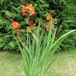 Crocosmia Jackanapes