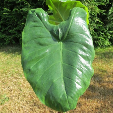 Alocasia odora