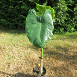 Alocasia odora