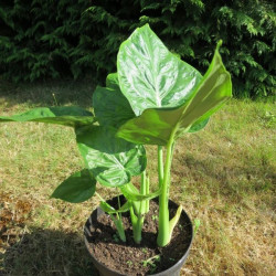 Alocasia macrorrhizos