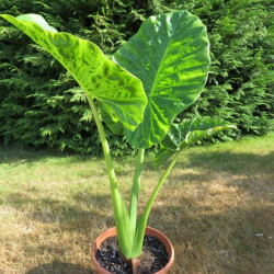 Alocasia macrorrhizos