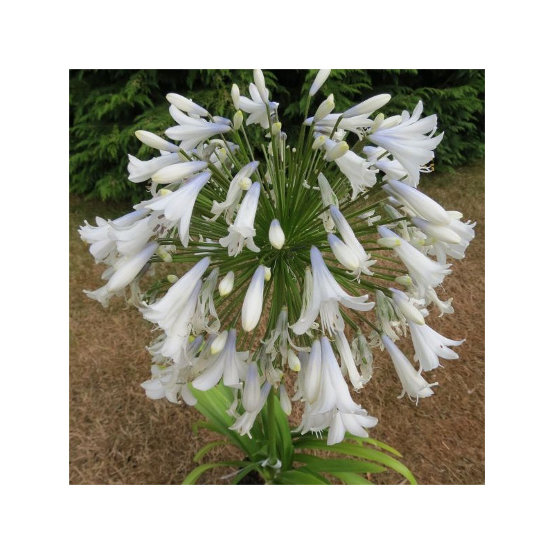 Agapanthus enigma