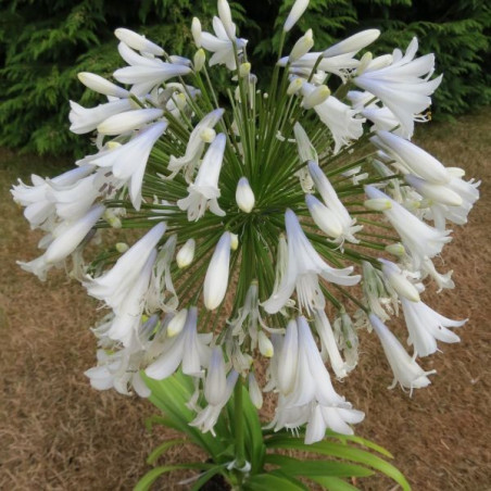 Agapanthus enigma