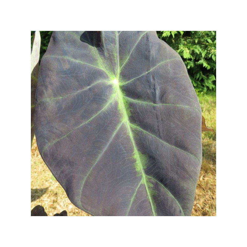 Colocasia antiquorum black leaf illustris
