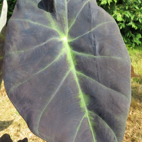 Colocasia antiquorum black leaf illustris