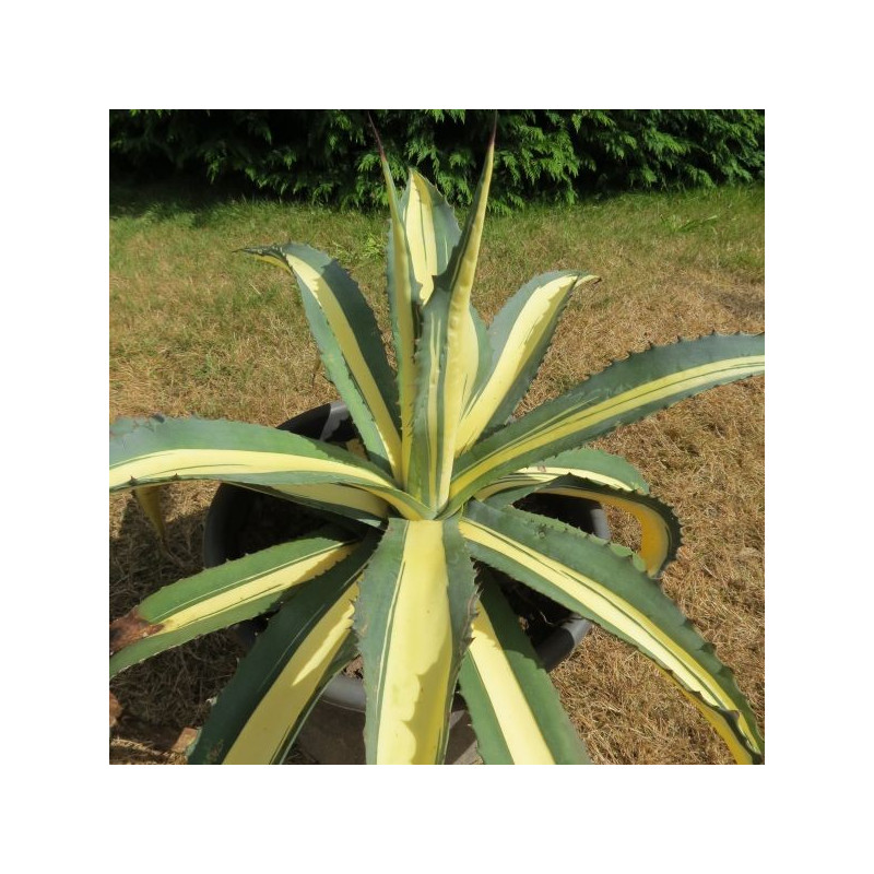 Agave mediopicta aurea 10 l