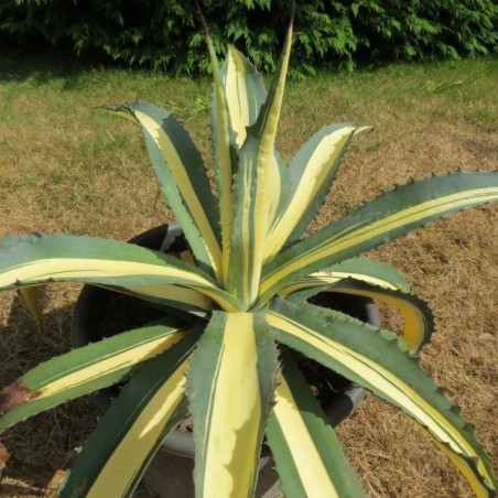 Agave mediopicta aurea