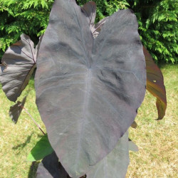 Colocasia black magic