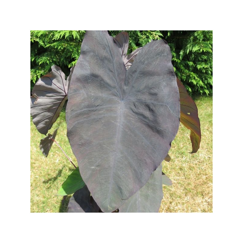 Colocasia black magic