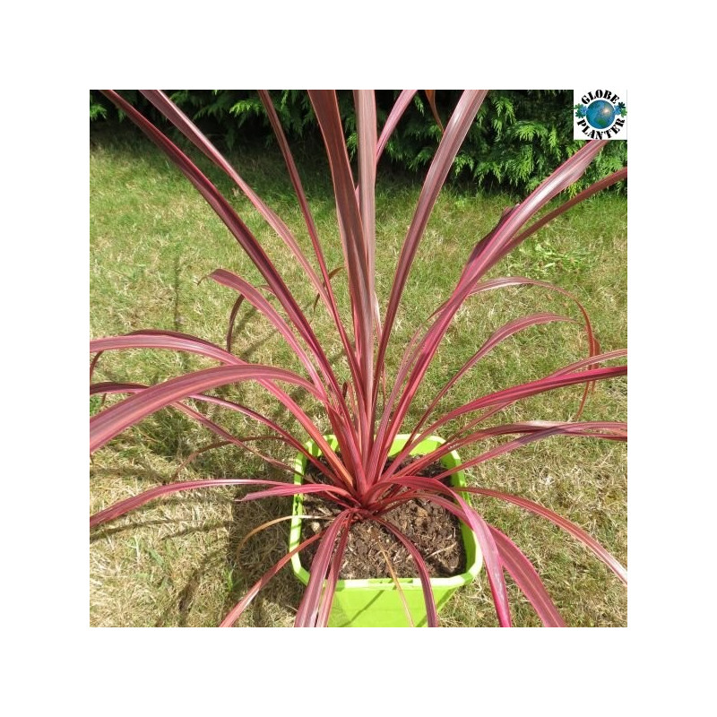 Cordyline salsa®