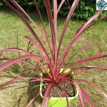 Cordyline salsa®