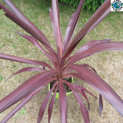 Cordyline albatross®