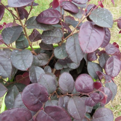 Loropetalum plum gorgeous®