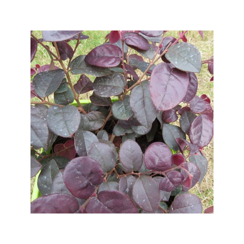 Loropetalum plum gorgeous®