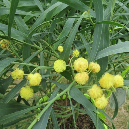 Acacia palme d'or®