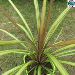 Cordyline cha-cha®