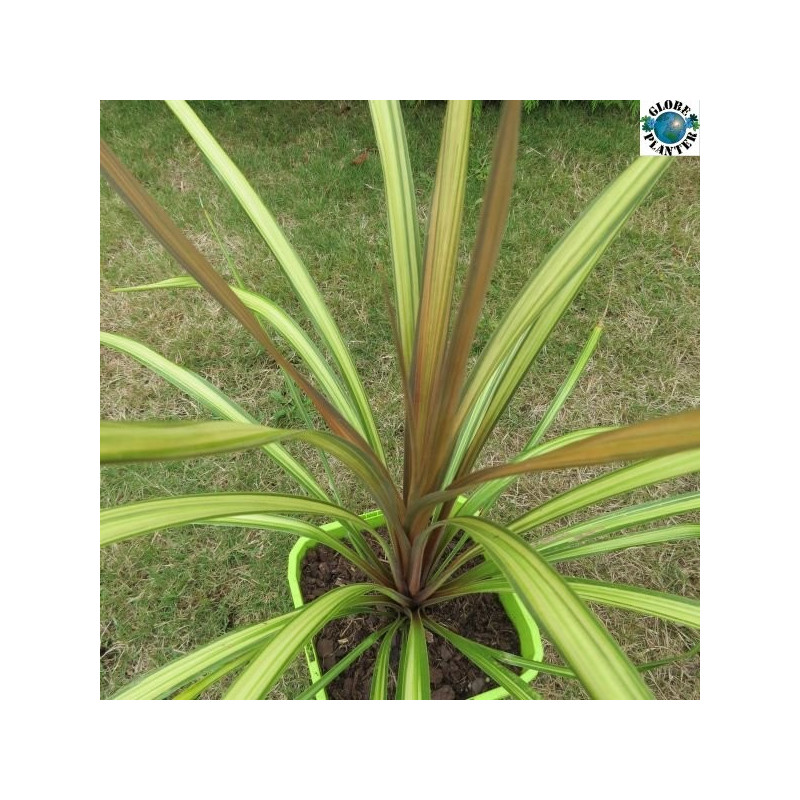 Cordyline cha-cha®