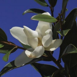 Magnolia alta®