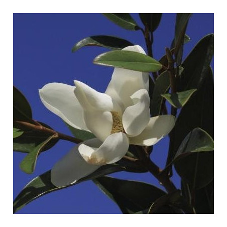 Magnolia alta®