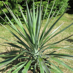 Yucca aloifolia