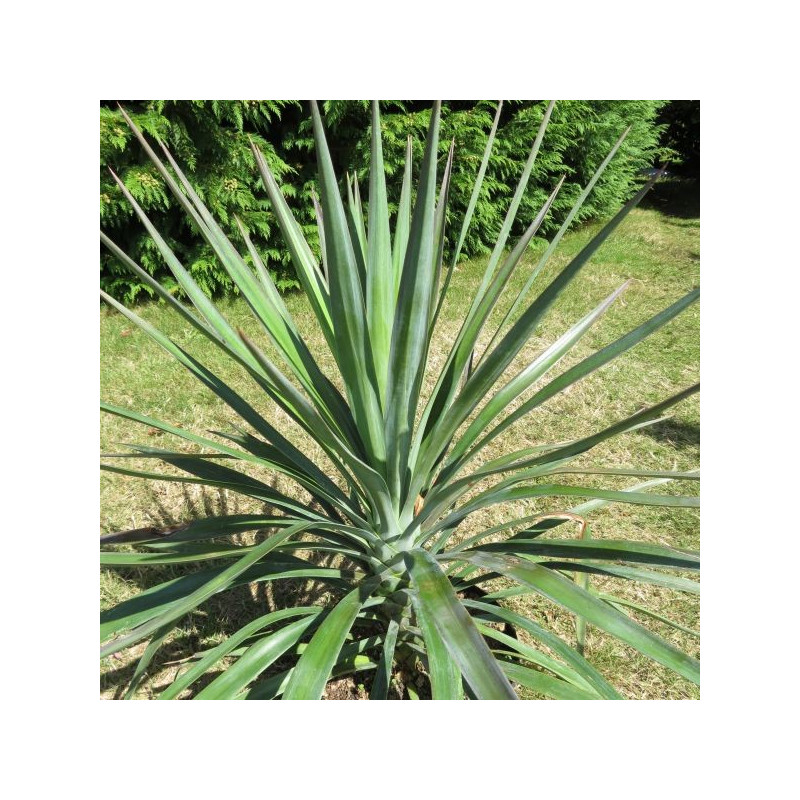 Yucca aloifolia