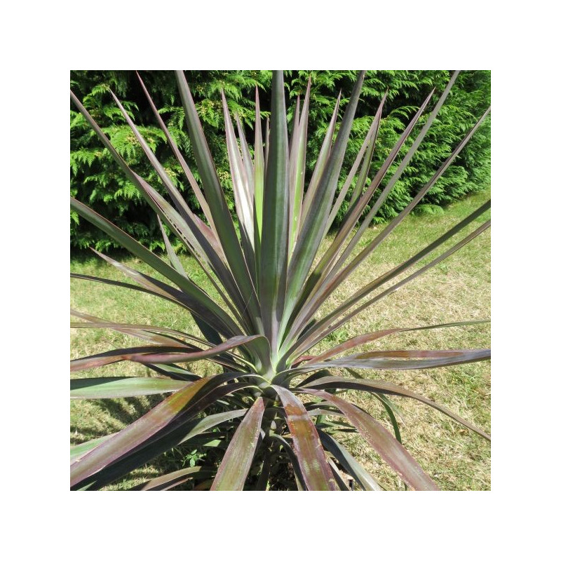 Yucca aloifolia purpurea