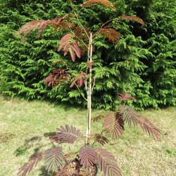 Albizia 'summer chocolate'