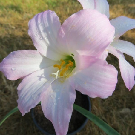 Cooperanthus hortensis