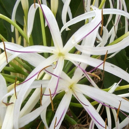 Crinum amoenum