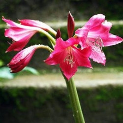 Crinum Ellen Bosenquet