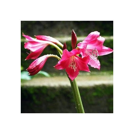 Crinum Ellen Bosenquet