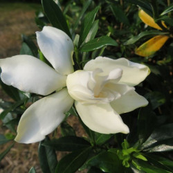 Gardenia perfumed petticoats®