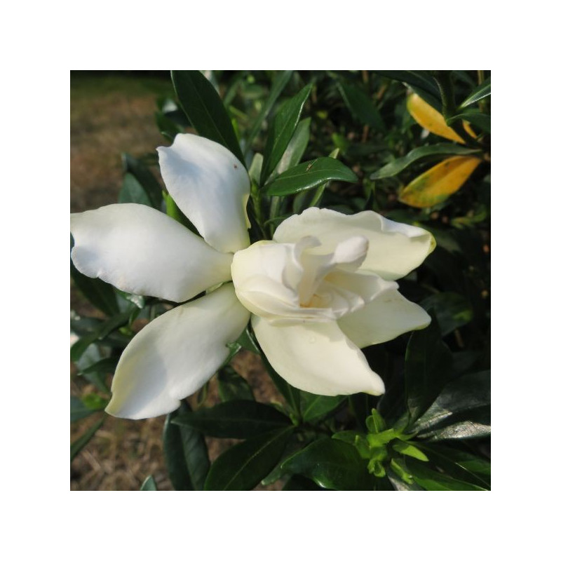 Gardenia perfumed petticoats®